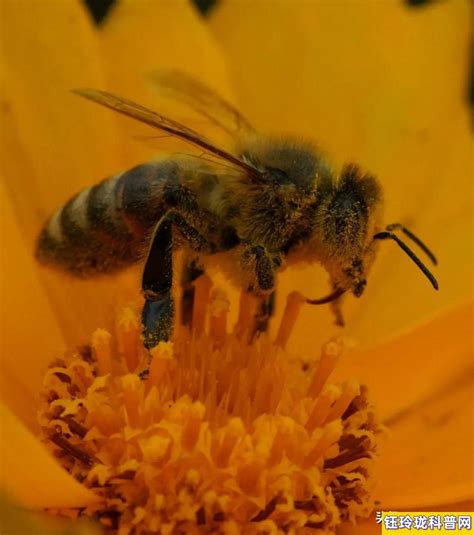蜜蜂的品质