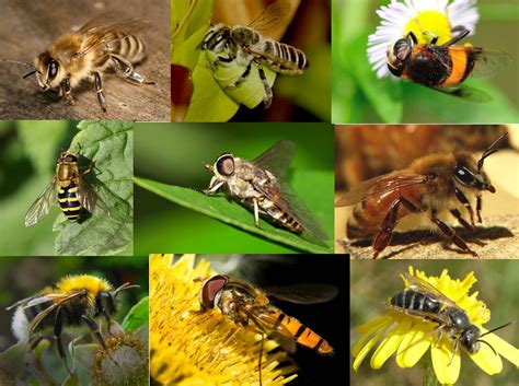 蜜蜂的种类