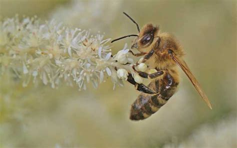 蜜蜂精神的含义是什么