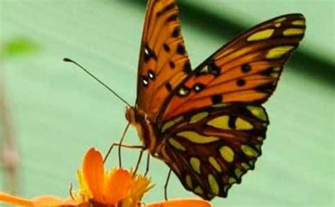 蝴蝶的外形描写200字作文