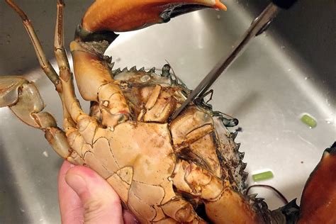 螃蟹怎么洗干净去内脏