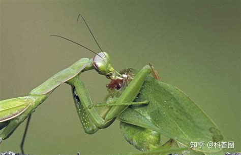 螳螂能吃蚂蚁吗