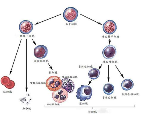 血细胞有什么种类