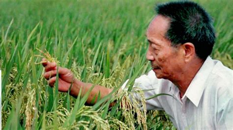 袁隆平团队在哪研发出来海水水稻