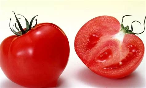 西红柿和啥菜苗不能一起种