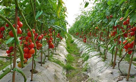 西红柿种植技术管理