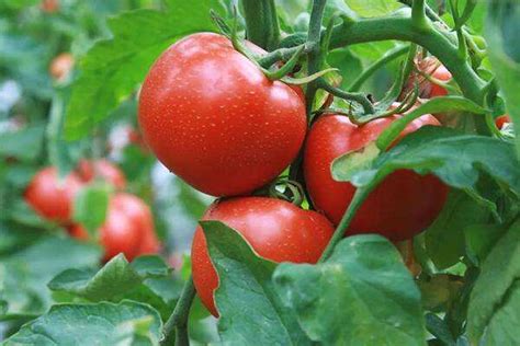 西红柿苗图片