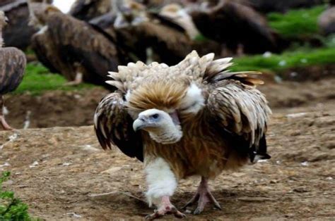 西藏秃鹫的来历
