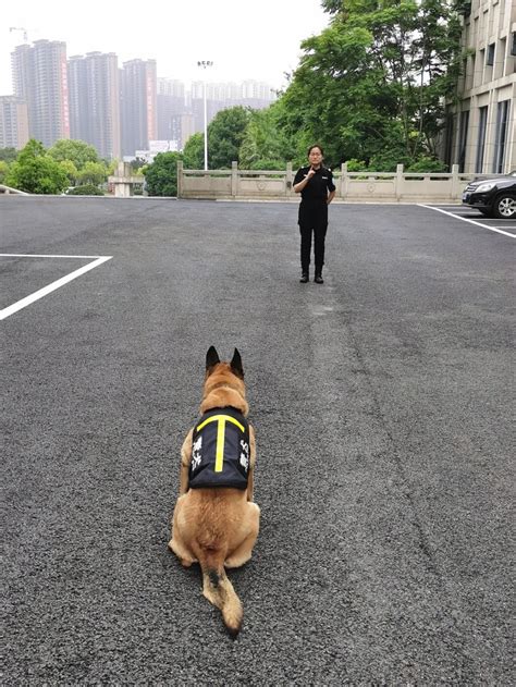 警犬与训导员