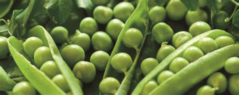 豌豆的生长期是多少天