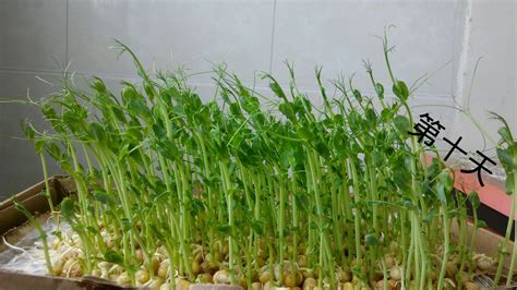 豌豆苗的大面积种植方法