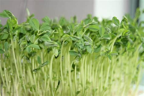 豌豆苗简单的种植方法