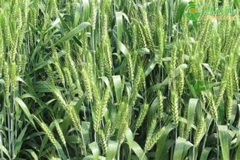 豫西地区种哪个小麦品种好