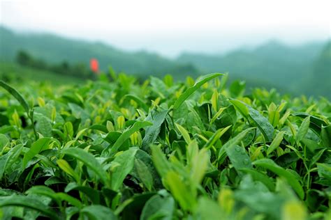 贵州茶叶图片