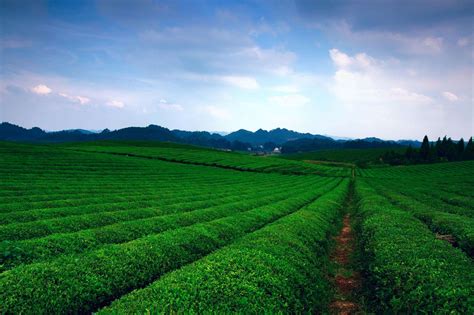 贵州茶网络推广