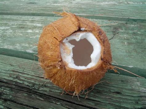 超市买到变质椰子怎么办