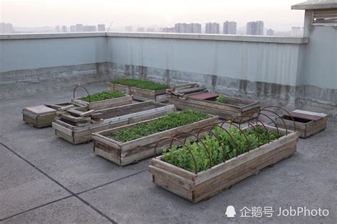 超高层楼房楼顶可以种菜吗