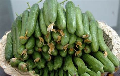 越南乳瓜种类图片