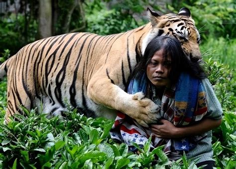 越南女孩森林探险被老虎吃掉