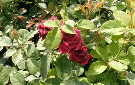 路易十四玫瑰都是什么颜色