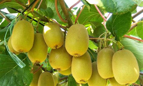 软枣猕猴桃种植技术与栽培