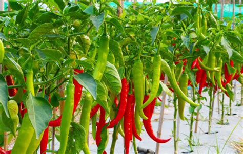 辣椒什么时候种植成活率高