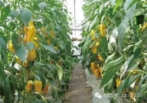 辣椒栽培技术和病虫害防治