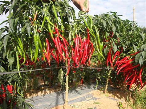 辣椒的正确种植方法