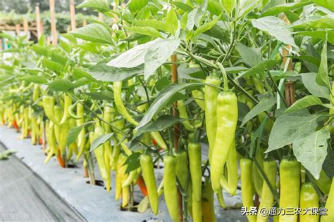 辣椒的种植季节和方法