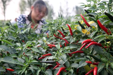 辣椒的种植技术过程
