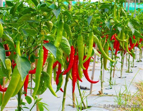 辣椒的种植时间与方法家庭