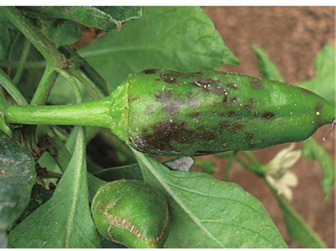 辣椒种植常见的病虫害及症状