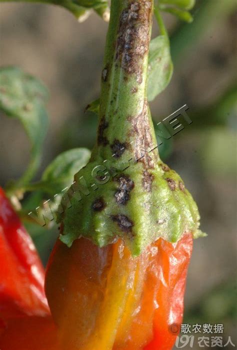 辣椒种植技术与病虫害防治方法