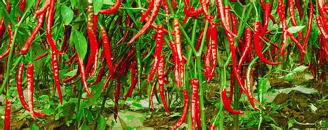 辣椒种植的方法与技术
