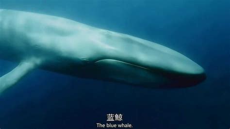 近距离感受蓝鲸