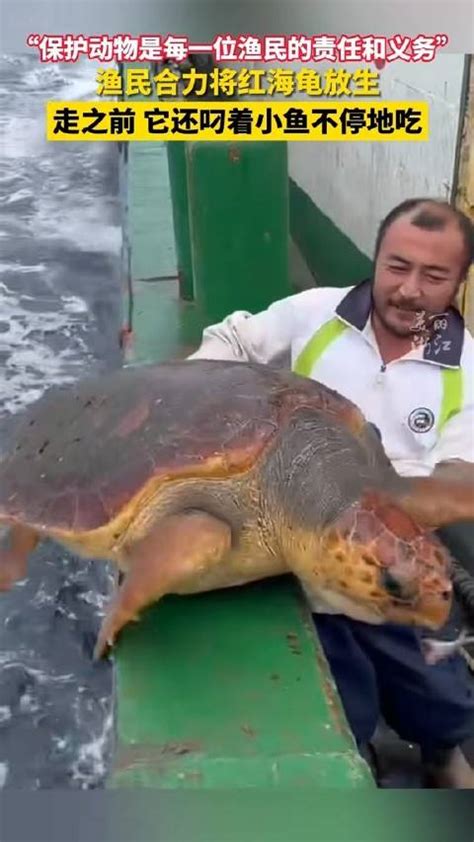 远洋船员误捕海龟果断放生大海