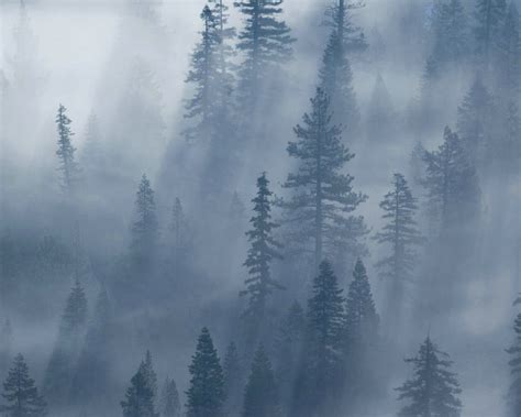 迷雾森林秘境图片