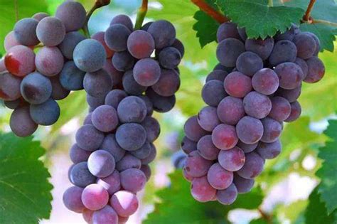 适合广东自家种植的葡萄品种