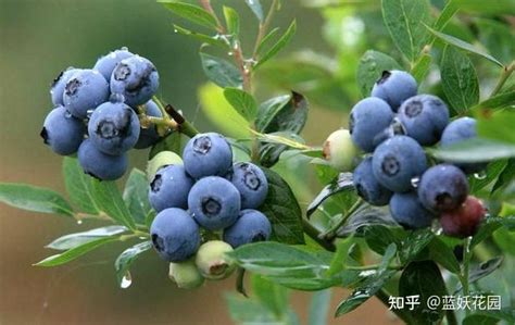 适合江浙沪种植的蓝莓品种