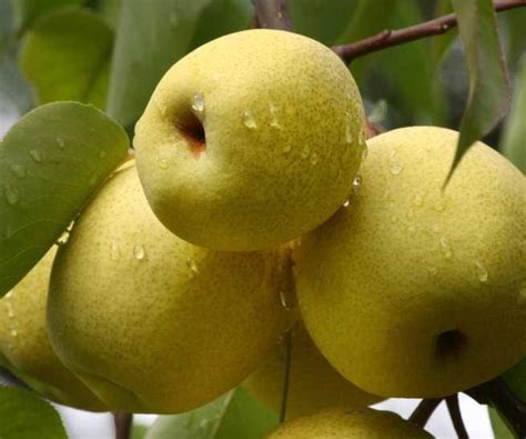 适合江苏种植的梨树品种