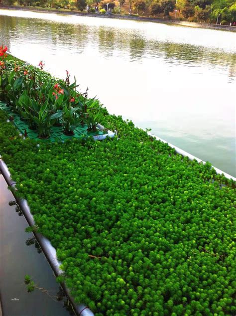 适合浮岛种植的水生植物