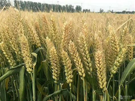 适合鲁南种植的优质小麦品种