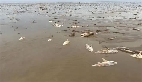 鄱阳湖捡鱼现场视频