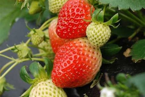 采草莓的季节是几月