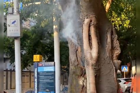 重庆一棵大树热到冒烟