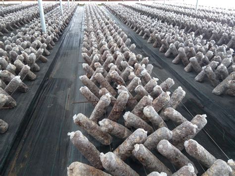 重庆香菇栽培技术