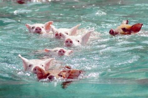 野猪会游泳吗