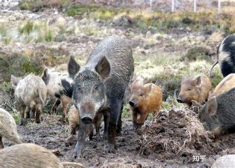野猪泛滥被中国吃货吃到濒危