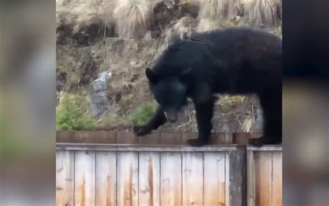野生黑熊闯入居民家里