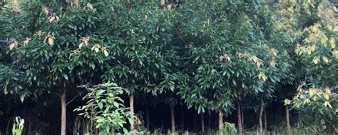 金丝楠木人工种植需要多久